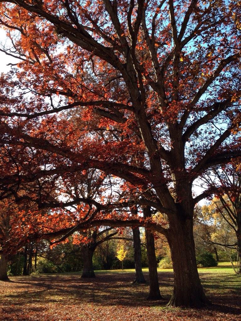 Good Templar Park - Michael Fay